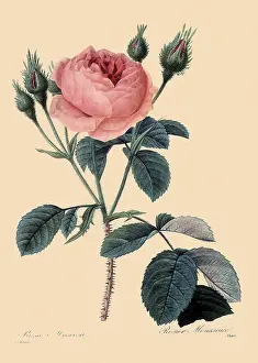 Centifolia: Old Moss Rose