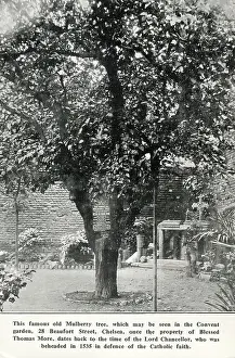 Nunnery: Old Mulberry Tree - Convent Garden, Beaufort Street, Chelsea