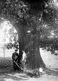 Quercus: Old oak under conservation, 1933