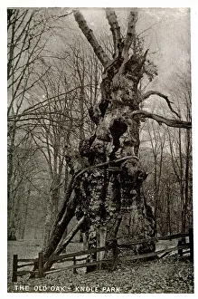 Sevenoaks: The Old Oak Tree, Knole Park, Kent