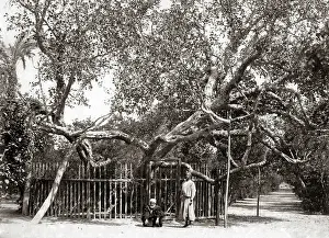 Olive: Old Olive tree in the Garden of Gethsamane 1800s