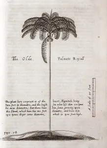 Plantations: An old Palmeto Royall tree