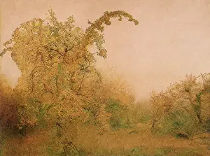 Pear: The Old Pear Tree