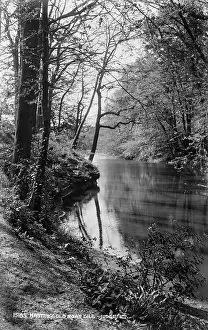 Gill: Old Roar Gill