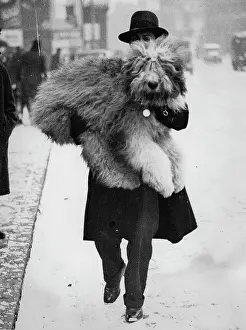 Februar: An old sheepdog is carried by its