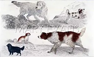 Setters: FIVE OLD SPANIEL TYPES
