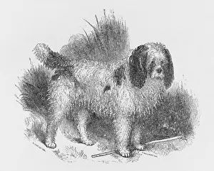 Coated: Old Style Long Coated Poodle dog