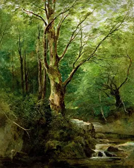 1843: The Old Tree in the Glen ? June