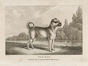 Periods: OLD TYPE PUG