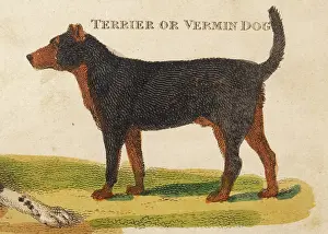 Resembling: OLD TYPE TERRIER