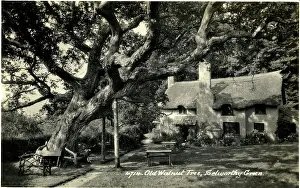 Minehead: Old Walnut Tree & Thatched Cottage, Selworthy, Somerset