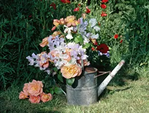 Sweetpeas: Old Watering Can with Peach Roses etc