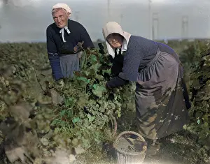 Incolourisedpic: OLD WOMEN GRAPE PICKERS
