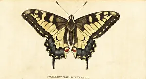 Machaon: Old World swallowtail, Papilio machaon