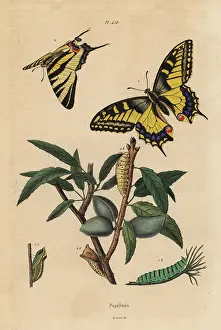 Scarce: Old World swallowtail and scarce swallowtail, larva and pupa