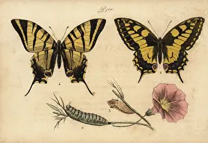 Pauquet: Old World swallowtail and scarce swallowtail