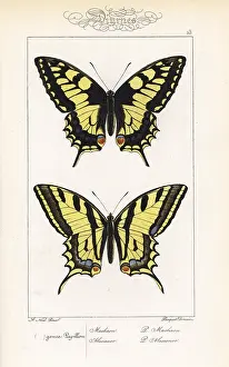 Pauquet: Old World swallowtail and southern swallowtail