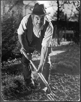 Yokel: OLD YOKEL GARDENER