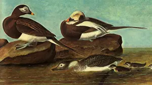 Hyemalis: Oldsquaw, Clangula hyemalis