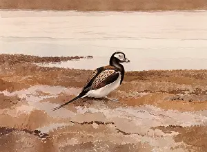 Hyemalis: Oldsquaw, Clangula hyemalis