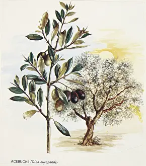 Europaea: Olea europaea, acebuche