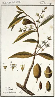 Europaea: Olea europaea, acebuche