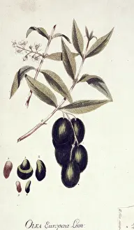 Europaea: Olea europaea, acebuche
