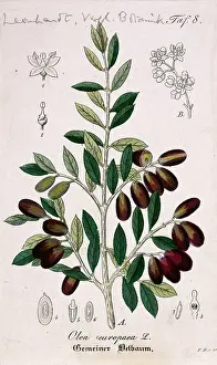 Europaea: Olea europaea, olive