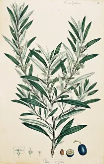 Terrarium: Olea europaea, olive