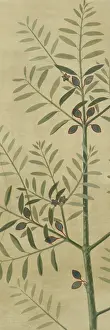 Asterid: Olea europaea, olive