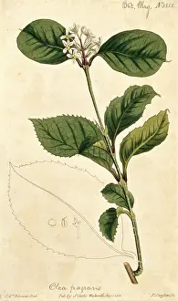 Olea: Olea fragrans, sweet olive