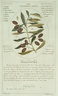 Asterid: Olea sp. olive