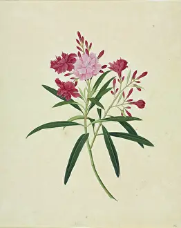 Gentianales: Oleander cv