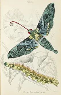 Oleander: OLEANDER HAWK MOTH