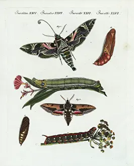 Daphnis: Oleander hawk-moth and spurge hawk-moth