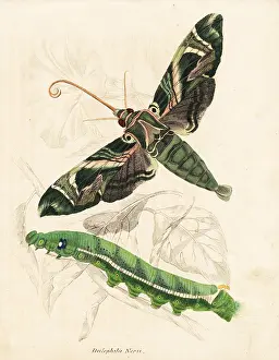 Daphnis: Oleander hawkmoth, Daphnis nerii