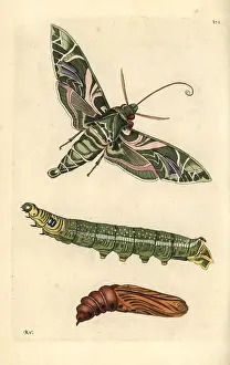 Pupa: Oleander hawkmoth, Daphnis nerii, moth, caterpillar and pupa