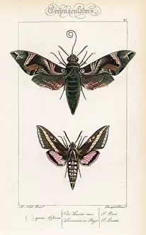 Pauquet: Oleander hawkmoth and hummingbird moth