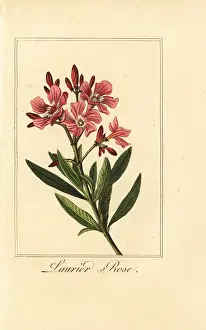 Orientalis: Oleander, Laurier-rose, Nerium oleander
