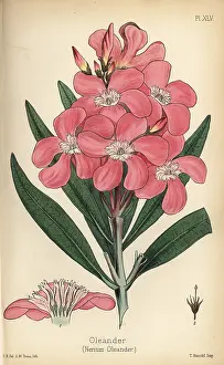 Nerium: Oleander, Nerium oleander