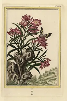 Nerium: Oleander, Nerium oleander
