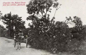 Bermudan: Oleander Tree in full bloom, Bermuda and a donkey cart