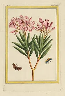 Ceux: Oleander tree, Nerium oleander