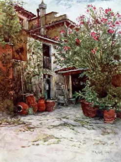Firenze: Oleanders in bloom in June on a Tuscan Farm, Italy