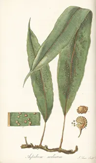 William Blackwood: Oleandra articulata fern