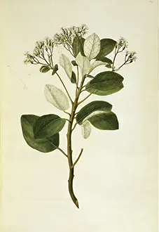 Polydore: Olearia furfuracea, tree daisy