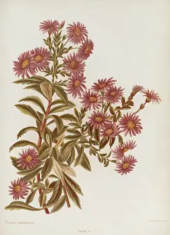 Aster: Olearia Semidentata