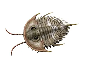 Antenna: Olenellus is an extinct trilobite from the Cambrian stage