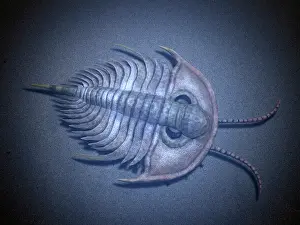Vignette: Olenellus is an extinct trilobite from the Cambrian stage
