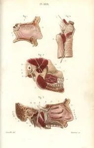 Leveille: Olfactory and maxillary nerves